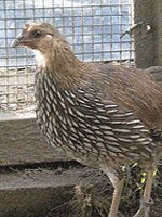 grey junglefowl hen